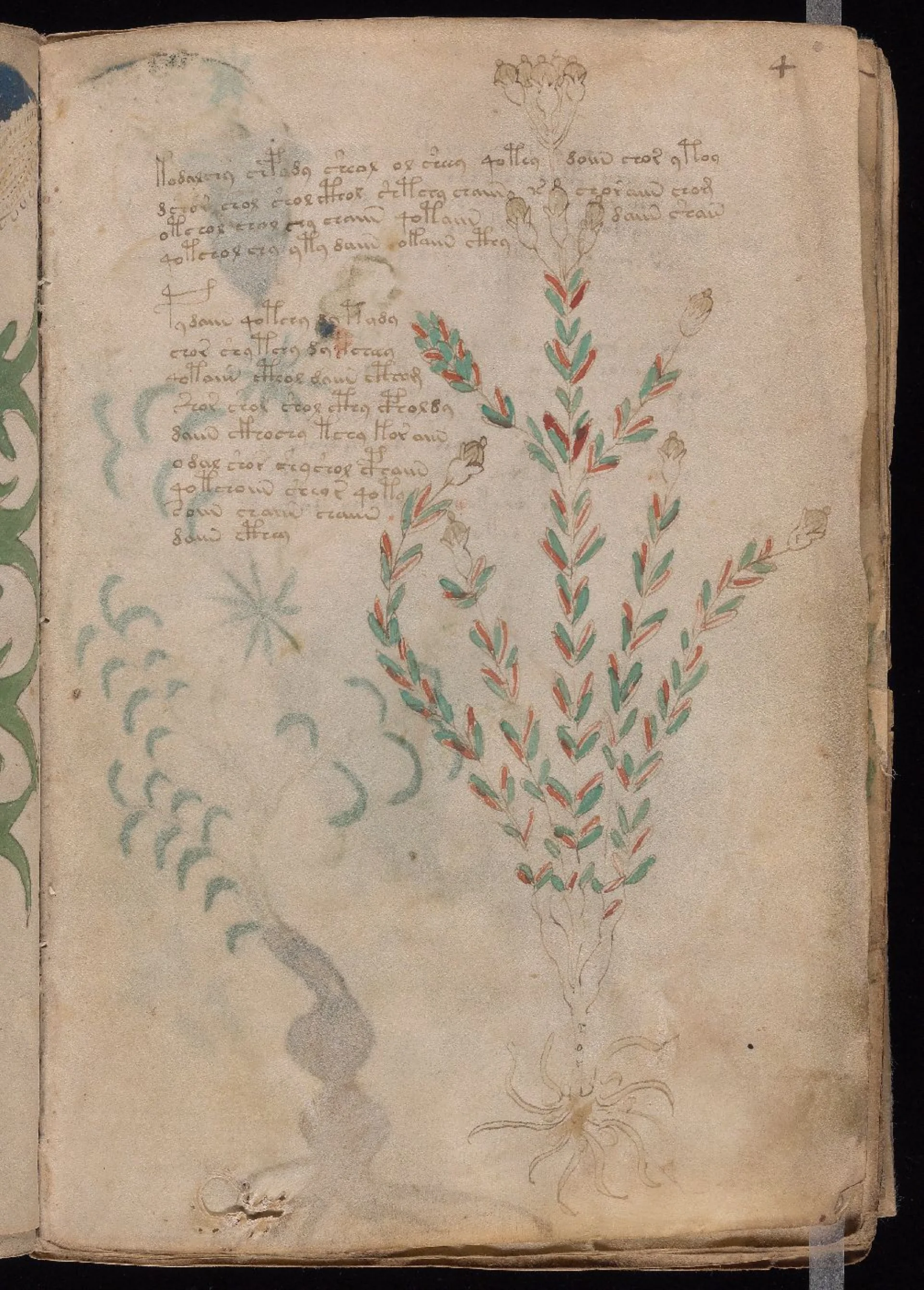 The plant, roots and writing on folio 4r.
